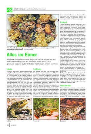 NATUR UND JAGD Landwirtschaftliches Wochenblatt Gerne leben Grünfrosche an pflanzenreichen Gewässern.