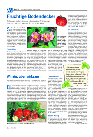 GARTEN Landwirtschaftliches Wochenblatt Fruchtige Bodendecker Erdbeeren bieten nicht nur vitaminreiche Früchte zum Naschen, sie sind auch als Bodendecker ideal.