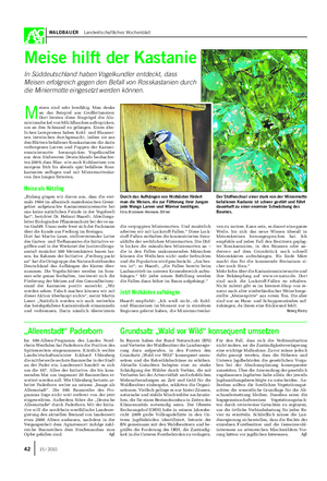 WALDBAUER Landwirtschaftliches Wochenblatt Meise hilft der Kastanie In Süddeutschland haben Vogelkundler entdeckt, dass Meisen erfolgreich gegen den Befall von Rosskastanien durch die Miniermotte eingesetzt werden können.