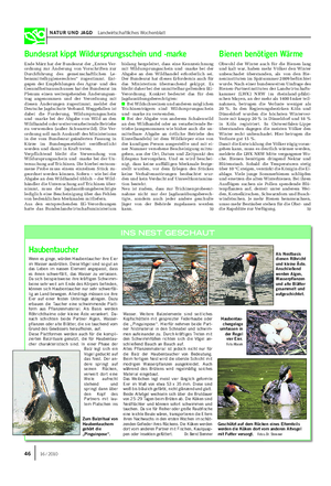 NATUR UND JAGD Landwirtschaftliches Wochenblatt Haubentaucher Wenn es ginge, würden Haubentaucher ihre Eier im Wasser ausbrüten.