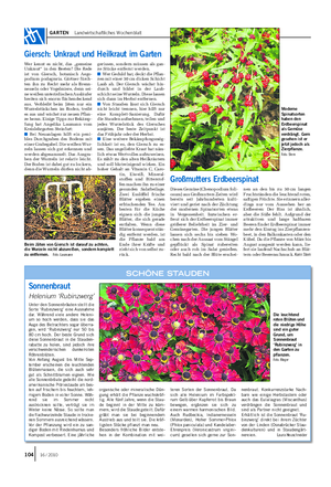 GARTEN Landwirtschaftliches Wochenblatt Sonnenbraut Helenium ‘Rubinzwerg’ Unter den Sonnenbräuten stellt die Sorte ‘Rubinzwerg’ eine Ausnahme dar.