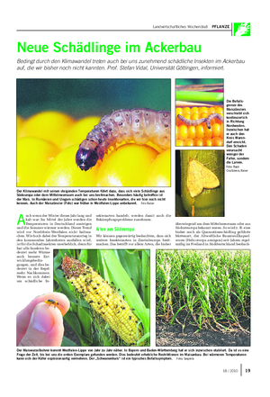 Landwirtschaftliches Wochenblatt PFLANZE Neue Schädlinge im Ackerbau Bedingt durch den Klimawandel treten auch bei uns zunehmend schädliche Insekten im Ackerbau auf, die wir bisher noch nicht kannten.