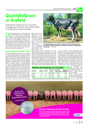 Landwirtschaftliches Wochenblatt TIER Qualitätsfärsen in Krefeld Ordentliches Ergebnis bei der Zuchtvieh- versteigerung der Rinder-Union West (RUW) in der Niederrheinhalle in Krefeld.