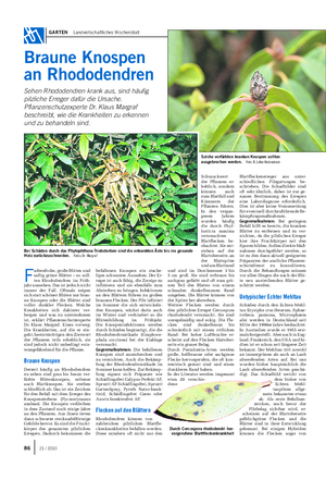 GARTEN Landwirtschaftliches Wochenblatt Braune Knospen an Rhododendren Sehen Rhododendren krank aus, sind häufig pilzliche Erreger dafür die Ursache.