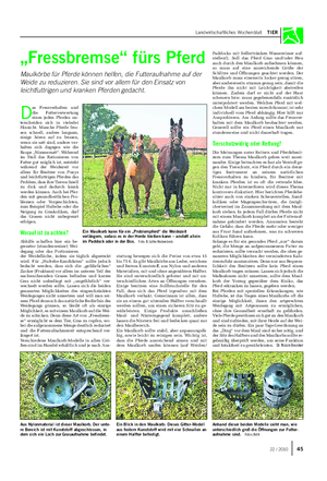Landwirtschaftliches Wochenblatt TIER „Fressbremse“ fürs Pferd Maulkörbe für Pferde können helfen, die Futteraufnahme auf der Weide zu reduzieren.