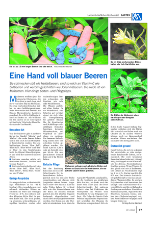 Landwirtschaftliches Wochenblatt GARTEN M aibeeren eröffnen jetzt die heimische Obstsaison.