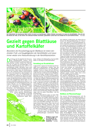 PFLANZE Landwirtschaftliches Wochenblatt D er Ertrag und die Qualität bei Konsum- und Pflanzkartoffeln können durch zahlreiche Insekten stark gemindert und beeinträchtigt werden.