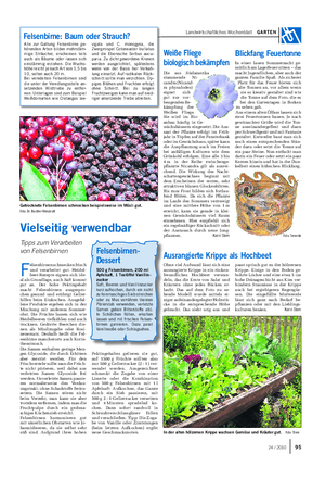 Landwirtschaftliches Wochenblatt GARTEN Vielseitig verwendbar Tipps zum Verarbeiten von Felsenbirnen F elsenbirnen schmecken frisch und verarbeitet gut.