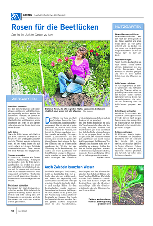 GARTEN Landwirtschaftliches Wochenblatt Rosen für die Beetlücken Das ist im Juli im Garten zu tun.