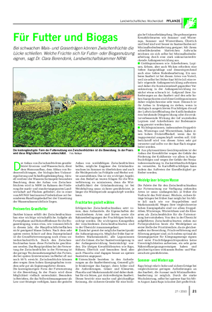 Landwirtschaftliches Wochenblatt PFLANZE Für Futter und Biogas Bei schwachen Mais- und Graserträgen können Zwischenfrüchte die Lücke schließen.