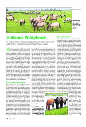 TIER Landwirtschaftliches Wochenblatt Hollands Wildpferde Im holländischen Naturreservat Oostvaardersplassen leben rund 1000 Koniks.