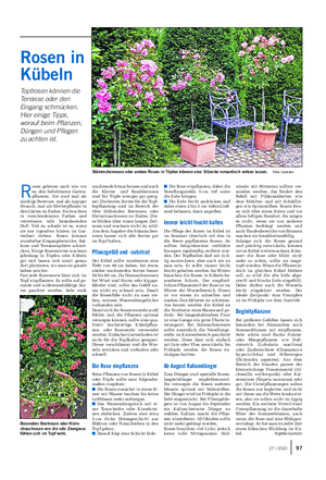 Landwirtschaftliches Wochenblatt GARTEN R osen gehören nach wie vor zu den beliebtesten Garten- pflanzen.
