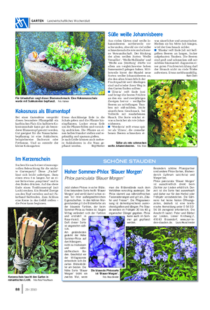 GARTEN Landwirtschaftliches Wochenblatt Im Kerzenschein Suchen Sie nach einer stimmungs- vollen Beleuchtung für die nächs- te Gartenparty?