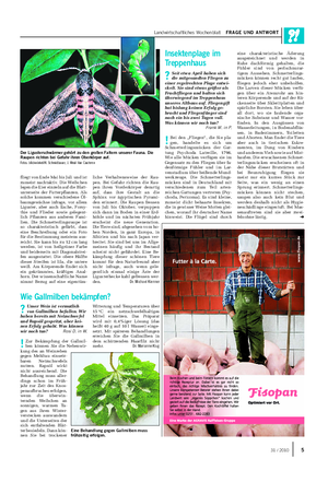 Landwirtschaftliches Wochenblatt FRAGE UND ANTWORT fliegt von Ende Mai bis Juli und ist zumeist nachtaktiv.