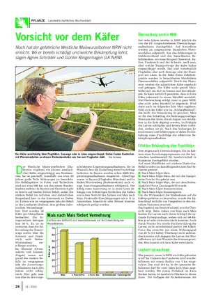 PFLANZE Landwirtschaftliches Wochenblatt Vorsicht vor dem Käfer Noch hat der gefährliche Westliche Maiswurzelbohrer NRW nicht erreicht.