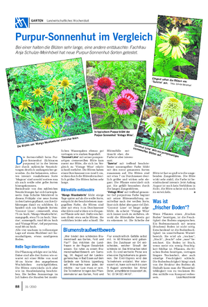 GARTEN Landwirtschaftliches Wochenblatt D ie Sortenvielfalt beim Pur- pur-Sonnenhut (Echinacea purpurea) ist in der letzten Zeit durch zahlreiche Neuzüch- tungen deutlich umfangreicher ge- worden.