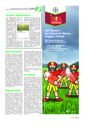 Landwirtschaftliches Wochenblatt PFLANZE Das Jakobskreuzkraut hat sich in den vergangenen Jahren in Deutschland stark verbreitet.