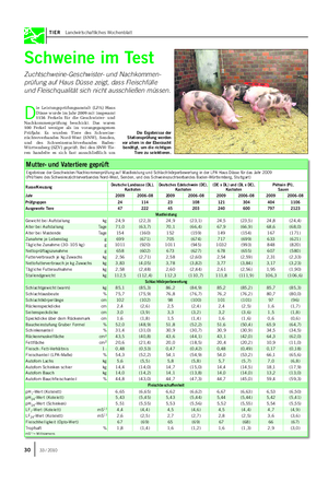 TIER Landwirtschaftliches Wochenblatt Schweine im Test Zuchtschweine-Geschwister- und Nachkommen- prüfung auf Haus Düsse zeigt, dass Fleischfülle und Fleischqualität sich nicht ausschließen müssen.