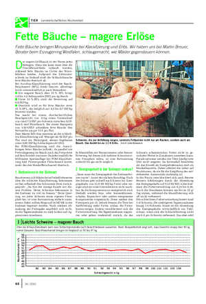 TIER Landwirtschaftliches Wochenblatt Fette Bäuche – magere Erlöse Fette Bäuche bringen Minuspunkte bei Klassifzierung und Erlös.