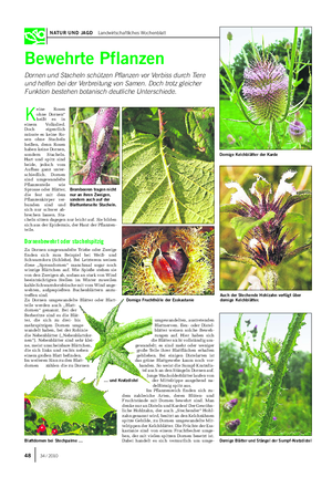 NATUR UND JAGD Landwirtschaftliches Wochenblatt Bewehrte Pflanzen Dornen und Stacheln schützen Pflanzen vor Verbiss durch Tiere und helfen bei der Verbreitung von Samen.