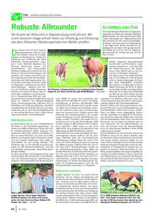 TIER Landwirtschaftliches Wochenblatt Robuste Allrounder Die Anzahl der Rotbunten in Doppelnutzung sinkt jährlich.