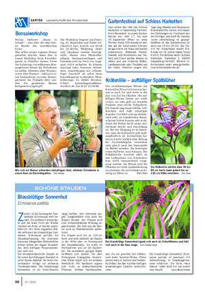 GARTEN Landwirtschaftliches Wochenblatt Z urzeit ist die Gattung der Son- nenhüte (Echinacea) sehr be- liebt.