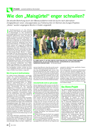 PFLANZE Landwirtschaftliches Wochenblatt Wie den „Maisgürtel“ enger schnallen?