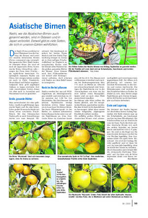 Landwirtschaftliches Wochenblatt GARTEN Asiatische Birnen Nashi, wie die Asiatischen Birnen auch genannt werden, sind in Ostasien und in Japan verbreitet.