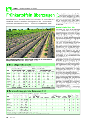 PFLANZE Landwirtschaftliches Wochenblatt Frühkartoffeln überzeugen Gute Preise und unterdurchschnittliche Erträge.