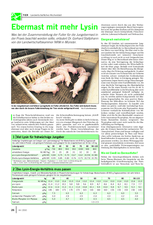 TIER Landwirtschaftliches Wochenblatt Ebermast mit mehr Lysin Was bei der Zusammenstellung der Futter für die Jungebermast in der Praxis beachtet werden sollte, erläutert Dr.