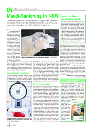 TIER Landwirtschaftliches Wochenblatt Maedi-Sanierung in NRW Das Maedi/Visna-Virus kann bei Schafen Lungen- bzw.
