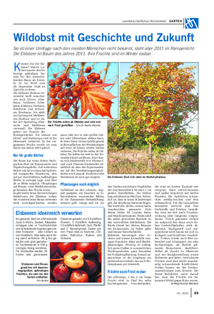 Landwirtschaftliches Wochenblatt GARTEN Wildobst mit Geschichte und Zukunft Sie ist einer Umfrage nach den meisten Menschen nicht bekannt, steht aber 2011 im Rampenlicht: Die Elsbeere ist Baum des Jahres 2011.