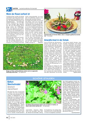 GARTEN Landwirtschaftliches Wochenblatt Balkan- Storchschnabel Geranium macrorrhizum Wer kennt das nicht: Es gibt Ecken im Garten, die sind so problema- tisch, dass nichts wachsen will.