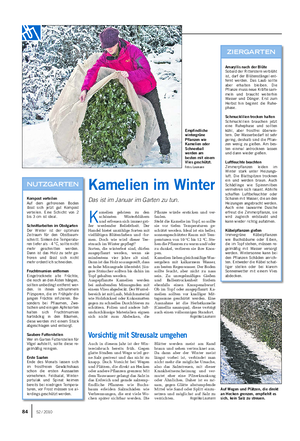 GARTEN Landwirtschaftliches Wochenblatt Kamelien im Winter Das ist im Januar im Garten zu tun.