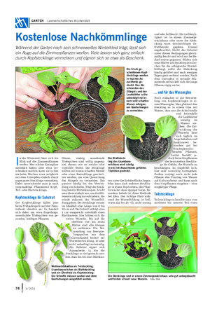 GARTEN Landwirtschaftliches Wochenblatt I n der Winterzeit lässt sich ein Blick auf die Zimmerpflanzen werfen.