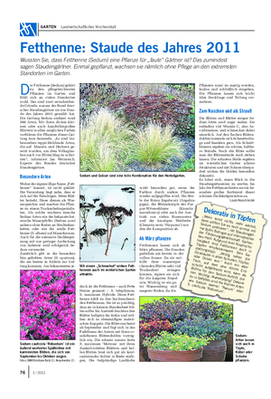 GARTEN Landwirtschaftliches Wochenblatt Fetthenne: Staude des Jahres 2011 D ie Fetthenne (Sedum) gehört zu den pflegeleichtesten Pflanzen im Garten und fühlt sich an vielen Standorten wohl.