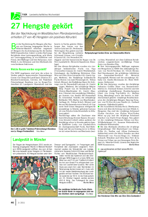 TIER Landwirtschaftliches Wochenblatt 27 Hengste gekört Bei der Nachkörung im Westfälischen Pferdestammbuch erhielten 27 von 45 Hengsten ein positives Körurteil.