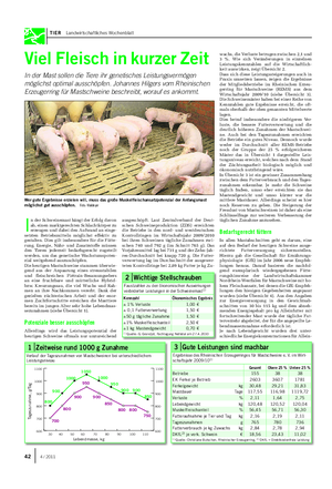 TIER Landwirtschaftliches Wochenblatt Viel Fleisch in kurzer Zeit In der Mast sollen die Tiere ihr genetisches Leistungsvermögen möglichst optimal ausschöpfen.