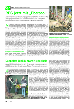 TIER Landwirtschaftliches Wochenblatt REG jetzt mit „Eberpool“ Zusammen mit der Besamungsorganisation GFS hat die Rheinische Erzeugergemeinschaft für Qualitätsferkel (REG) ein Konzept zur gezielten Eberauswahl in ihren Mitgliedsbetrieben erarbeitet.