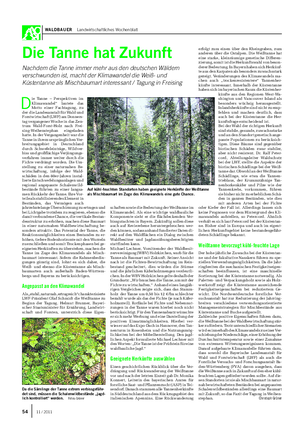 WALDBAUER Landwirtschaftliches Wochenblatt D ie Tanne – Perspektiven im Klimawandel“ lautete das Motto einer Fachtagung, zu der die Landesanstalt für Wald und Forstwirtschaft (LWF) am Donners- tag vergangener Woche in das Zen- trum Wald-Forst-Holz nach Frei- sing-Weihenstephan eingeladen hatte.