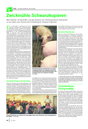 TIER Landwirtschaftliches Wochenblatt Zwickmühle Schwanzkupieren Was Tierärzte, CC-Kontrollen und das Kupieren von Ferkelschwänzen miteinander zu tun haben, war Thema einer Fortbildung für Tierärzte in Münster.