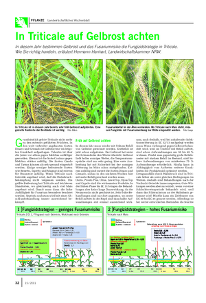 PFLANZE Landwirtschaftliches Wochenblatt In Triticale auf Gelbrost achten In diesem Jahr bestimmen Gelbrost und das Fusariumrisiko die Fungizidstrategie in Triticale.