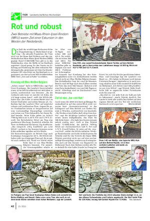TIER Landwirtschaftliches Wochenblatt Rot und robust Zwei Betriebe mit Maas-Rhein-Ijssel-Rindern (MRIJ) waren Ziel einer Exkursion in den Westen der Niederlande.
