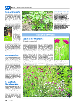 GARTEN Landwirtschaftliches Wochenblatt Die leuchtend weinroten Blüten der Mazedonischen Witwenblume brin- gen Farbe in wiesenhafte Pflanzun- gen.