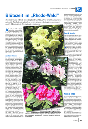 Landwirtschaftliches Wochenblatt GARTEN Blütezeit im „Rhodo-Wald“ Der Kiefernwald in Welte beherbergt seit rund 50 Jahren eine Rhododendron- aufzucht.