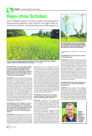 PFLANZE Landwirtschaftliches Wochenblatt Raps ohne Schoten Auch in Westfalen-Lippe ist in Raps die sogenannte physiologische Knospenwelke aufgetreten.
