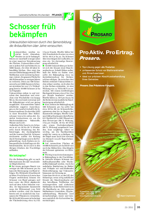 Landwirtschaftliches Wochenblatt PFLANZE Schosser früh bekämpfen Unkrautrüben können durch ihre Samenbildung die Anbauflächen über Jahre verseuchen.