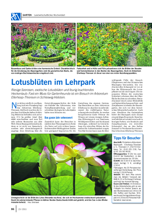 GARTEN Landwirtschaftliches Wochenblatt N ur 40 km nördlich von Ham- burgimKreisPinnebergliegt das Arboretum Ellerhoop- Thiensen.