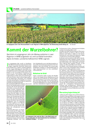 PFLANZE Landwirtschaftliches Wochenblatt Kommt der Wurzelbohrer?