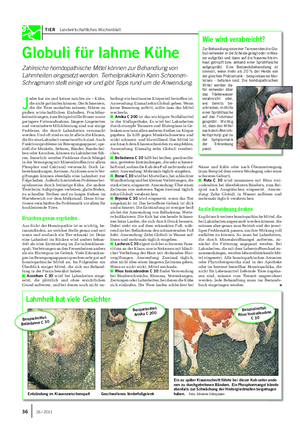 TIER Landwirtschaftliches Wochenblatt Globuli für lahme Kühe Zahlreiche homöopathische Mittel können zur Behandlung von Lahmheiten eingesetzt werden.